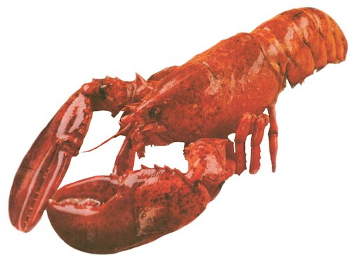 Behemoth Lobster