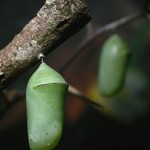 Chrysalis