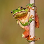 Frog on a Stick